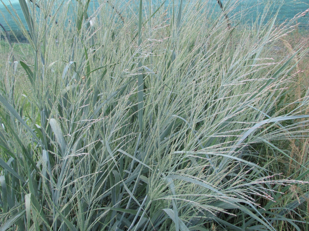 Panicum virgatum 'Blue Tower' – L'Erbaio della Gorra