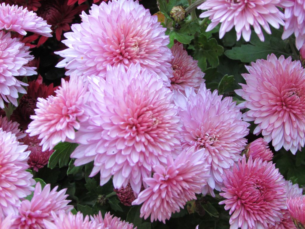 Chrysanthemum 'Orchid Helen' – L'Erbaio della Gorra
